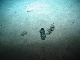 Shoe